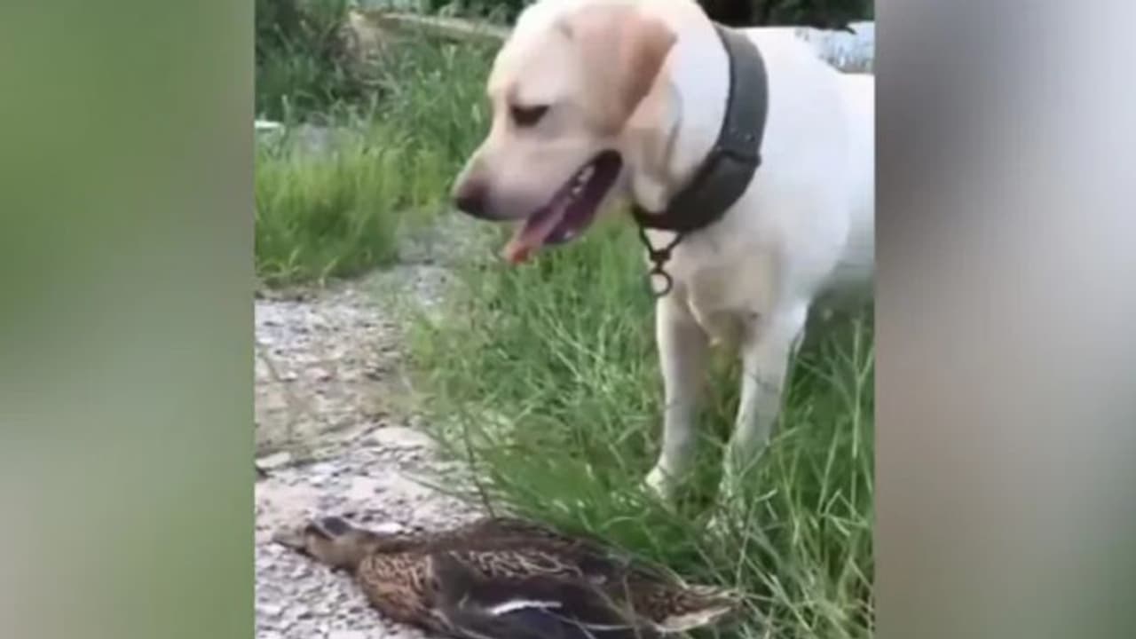 'അവാര്‍ഡ് കൊടുക്കേണ്ട പെര്‍ഫോമന്‍സ്'; താറാവിന്റെ അഭിനയത്തിന് കയ്യടിച്ച് സോഷ്യല്‍ മീഡിയ