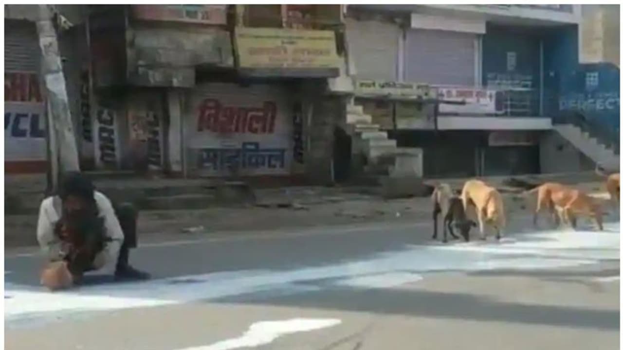 റോഡിൽ മറിഞ്ഞുവീണ് ഒഴുകിപ്പരന്ന പാൽ തെരുവുനായ്ക്കൾക്കൊപ്പം പങ്കിട്ട് ഒരാൾ; കണ്ണു നിറയ്ക്കും ഈ വീഡിയോ