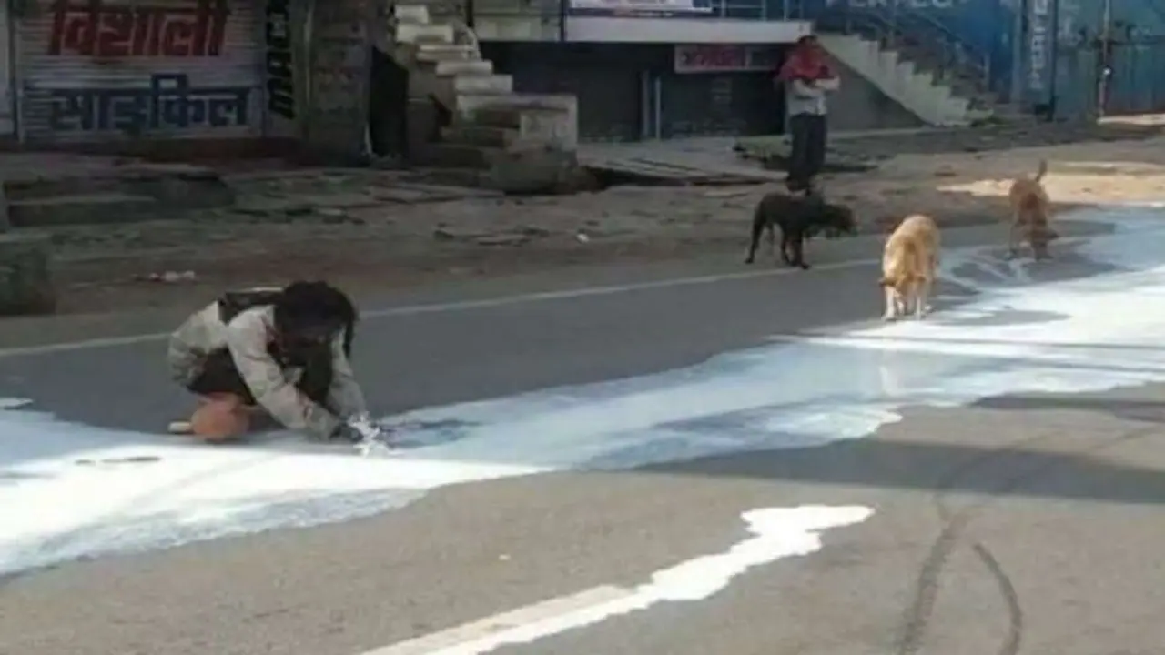 ట్రక్కు బోల్తా: నేలపాలైన పాల కోసం కుక్కలు, వ్యక్తి ఇలా... ట్రక్కు బోల్తా: నేలపాలైన పాల కోసం కుక్కలు, వ్యక్తి ఇలా...