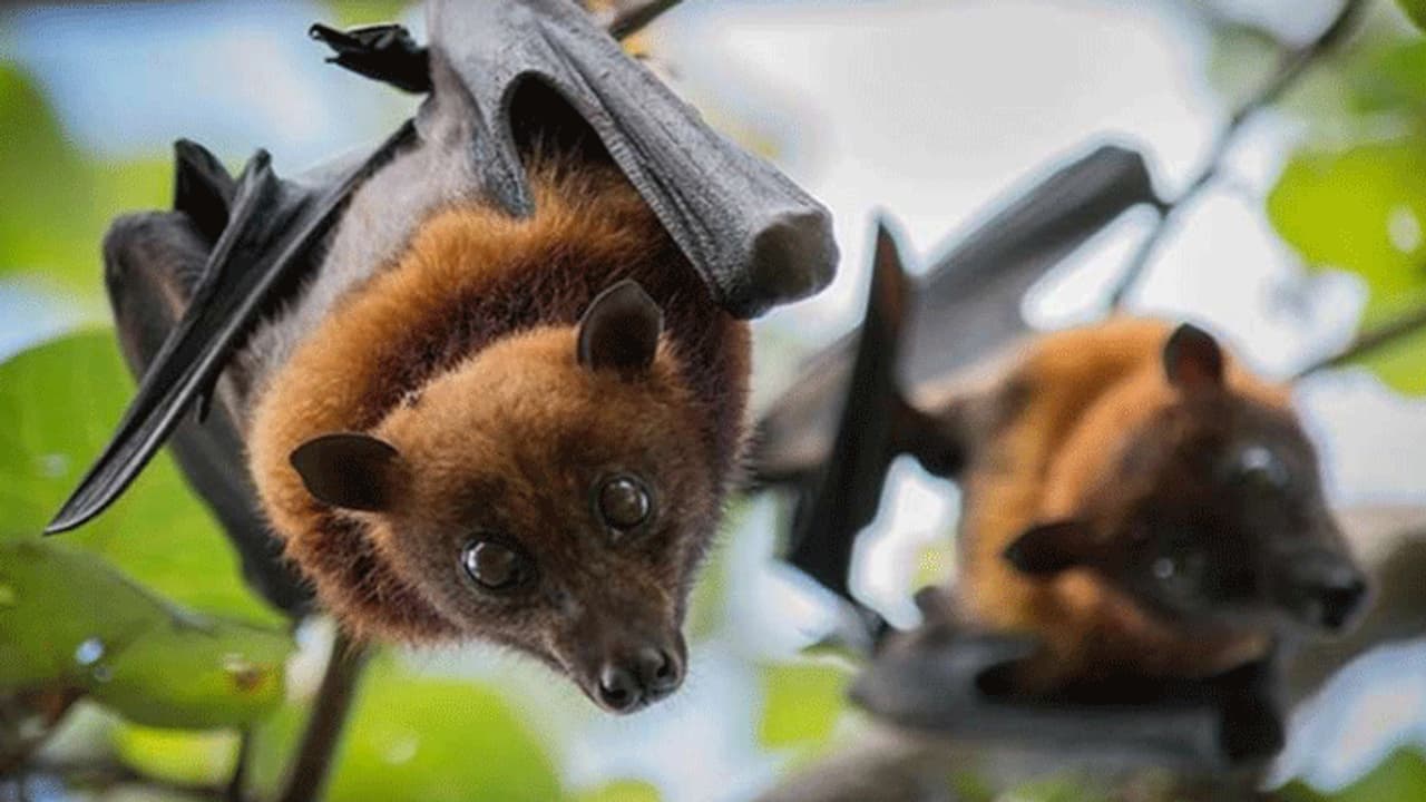 தமிழக வவ்வால்களில் கொரோனா வைரஸ்... அதிர்ச்சி தகவலை வெளியிட்ட இந்திய மருத்துவ ஆராய்ச்சி கவுன்சில்..!