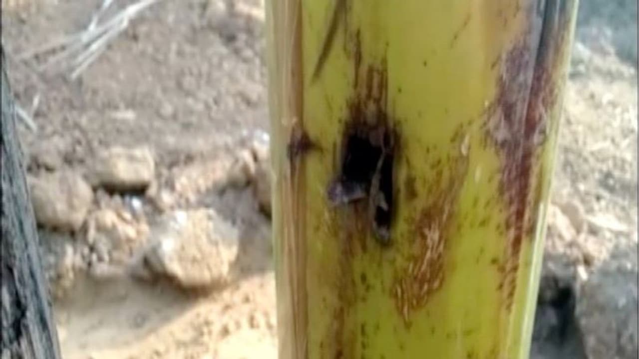 വടക്കാഞ്ചേരിയില് അജ്ഞാതര് വാഴത്തോട്ടം നശിപ്പിച്ചു വടക്കാഞ്ചേരിയില് അജ്ഞാതര് വാഴത്തോട്ടം നശിപ്പിച്ചു