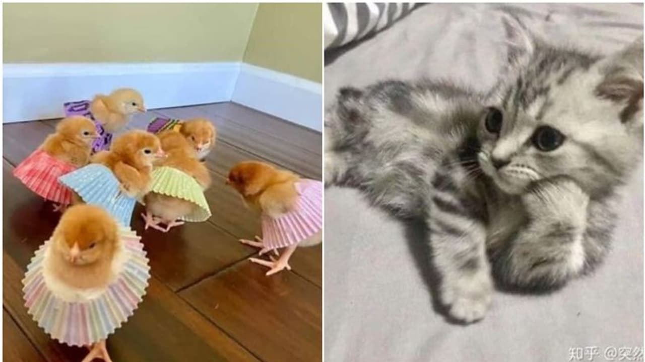 പ്രിയ മൃഗങ്ങളുടെ ഫോട്ടോ തേടി ട്വിറ്റര്; ലഭിച്ചത് ഞെട്ടിക്കുന്ന പ്രതികരണം പ്രിയ മൃഗങ്ങളുടെ ഫോട്ടോ തേടി ട്വിറ്റര്; ലഭിച്ചത് ഞെട്ടിക്കുന്ന പ്രതികരണം