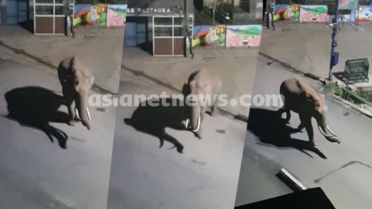 'ഞാൻ നാടുകാണാൻ വന്നതാ..'; ആളൊഴിഞ്ഞ മൂന്നാര് ടൗണില് നൈറ്റ് സവാരിക്കിറങ്ങി പടയപ്പ ! വീഡിയോ 'ഞാൻ നാടുകാണാൻ വന്നതാ..'; ആളൊഴിഞ്ഞ മൂന്നാര് ടൗണില് നൈറ്റ് സവാരിക്കിറങ്ങി പടയപ്പ ! വീഡിയോ