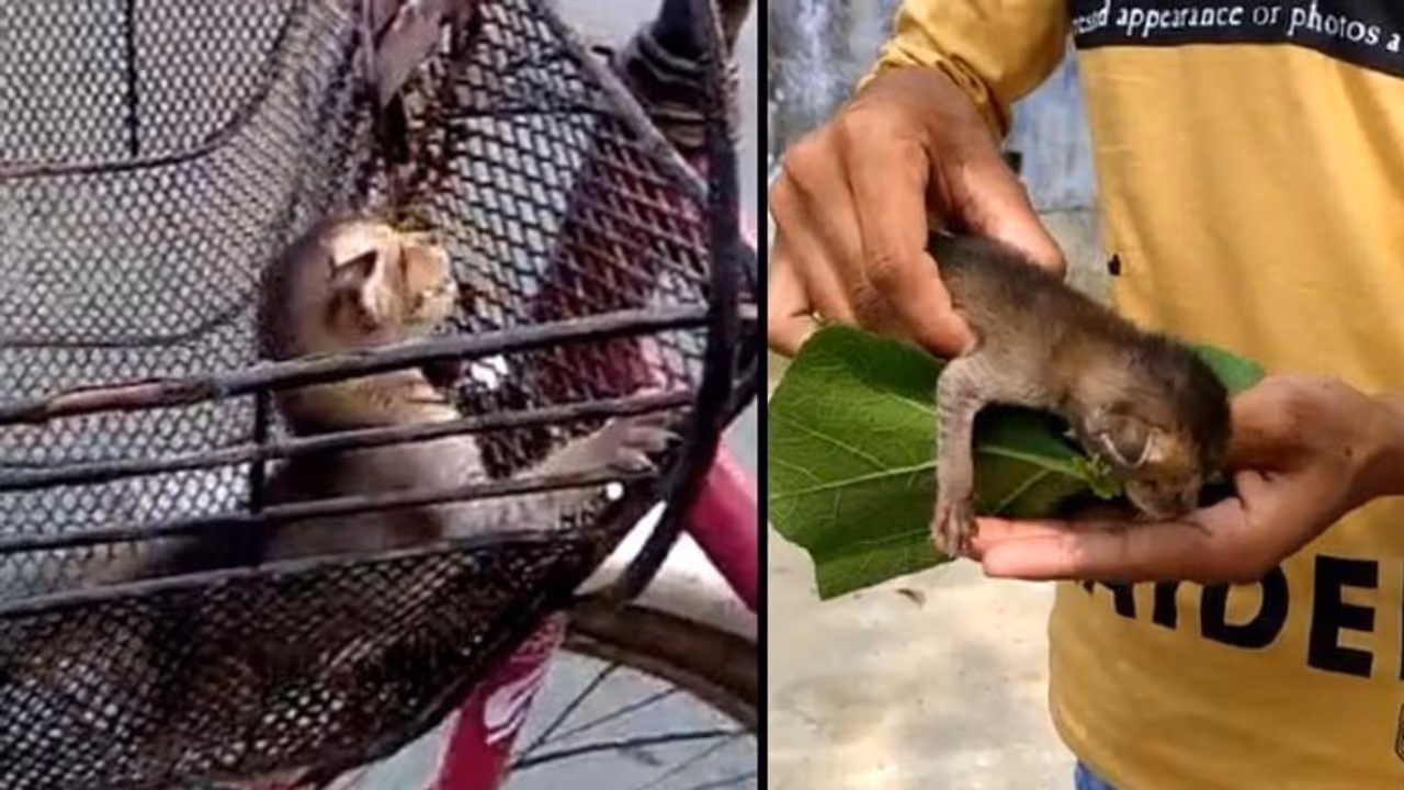 লকডাউনের বাজারে পুরুলিয়ায় উদ্ধার বন্য জন্তুর শাবক, চিতা বাঘের বাচ্চা বলে দাবি লকডাউনের বাজারে পুরুলিয়ায় উদ্ধার বন্য জন্তুর শাবক, চিতা বাঘের বাচ্চা বলে দাবি