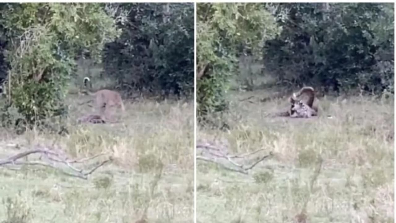 അപൂർവം; പരസ്പരം പോരെടുത്ത് പുള്ളിപ്പുലിയും പെരുമ്പാമ്പും; ഒടുവിൽ സംഭവിച്ചത് കാണാം വീഡിയോ
