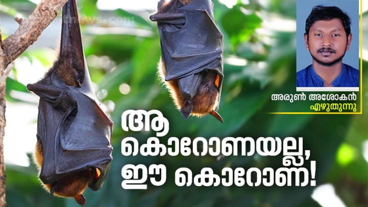 കൊവിഡ്: കേരളത്തിലെ വവ്വാലുകളെ പേടിക്കണോ? കൊവിഡ്: കേരളത്തിലെ വവ്വാലുകളെ പേടിക്കണോ?