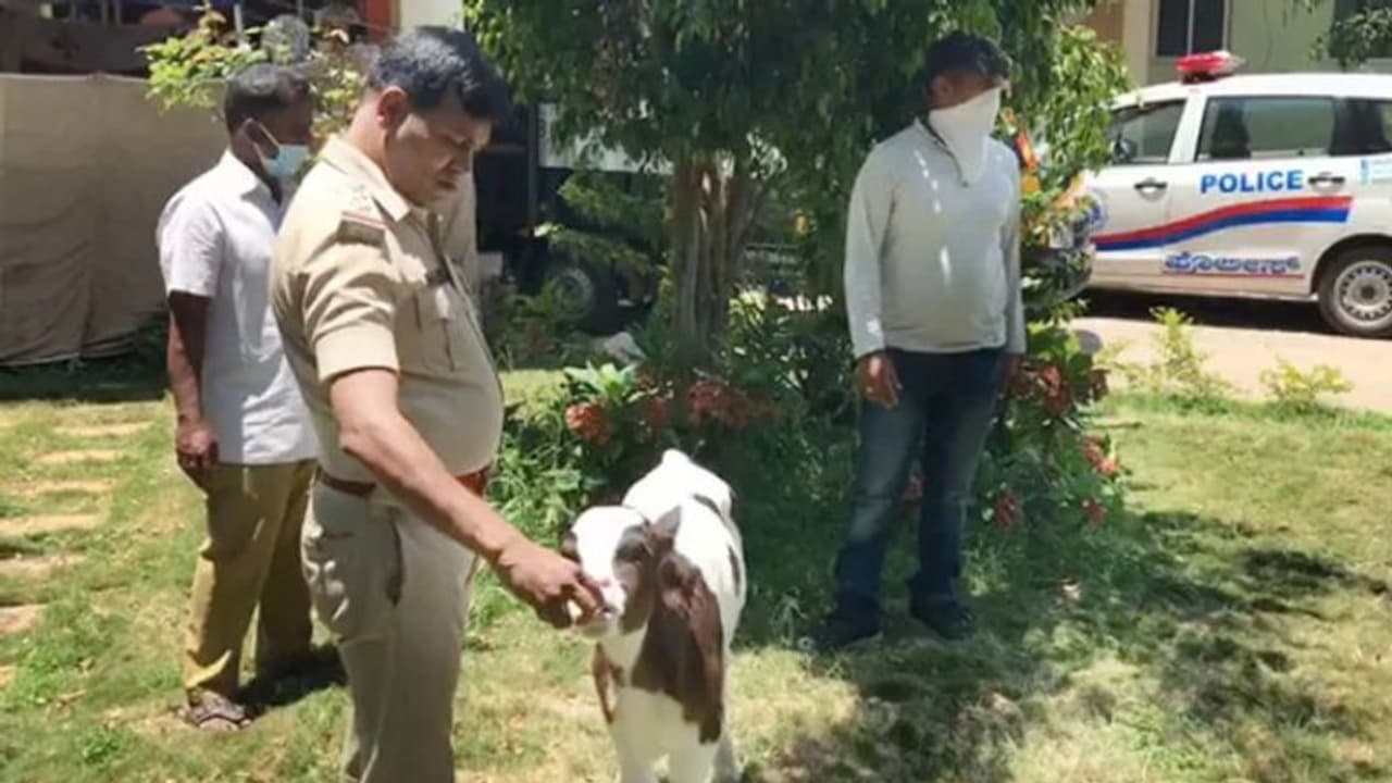 കാറിനുള്ളില്‍ നിന്ന് പശുക്കുട്ടിയെ രക്ഷിച്ച് ബെംഗളുരു പൊലീസ്; കയ്യടിച്ച് സോഷ്യല്‍ മീഡിയ