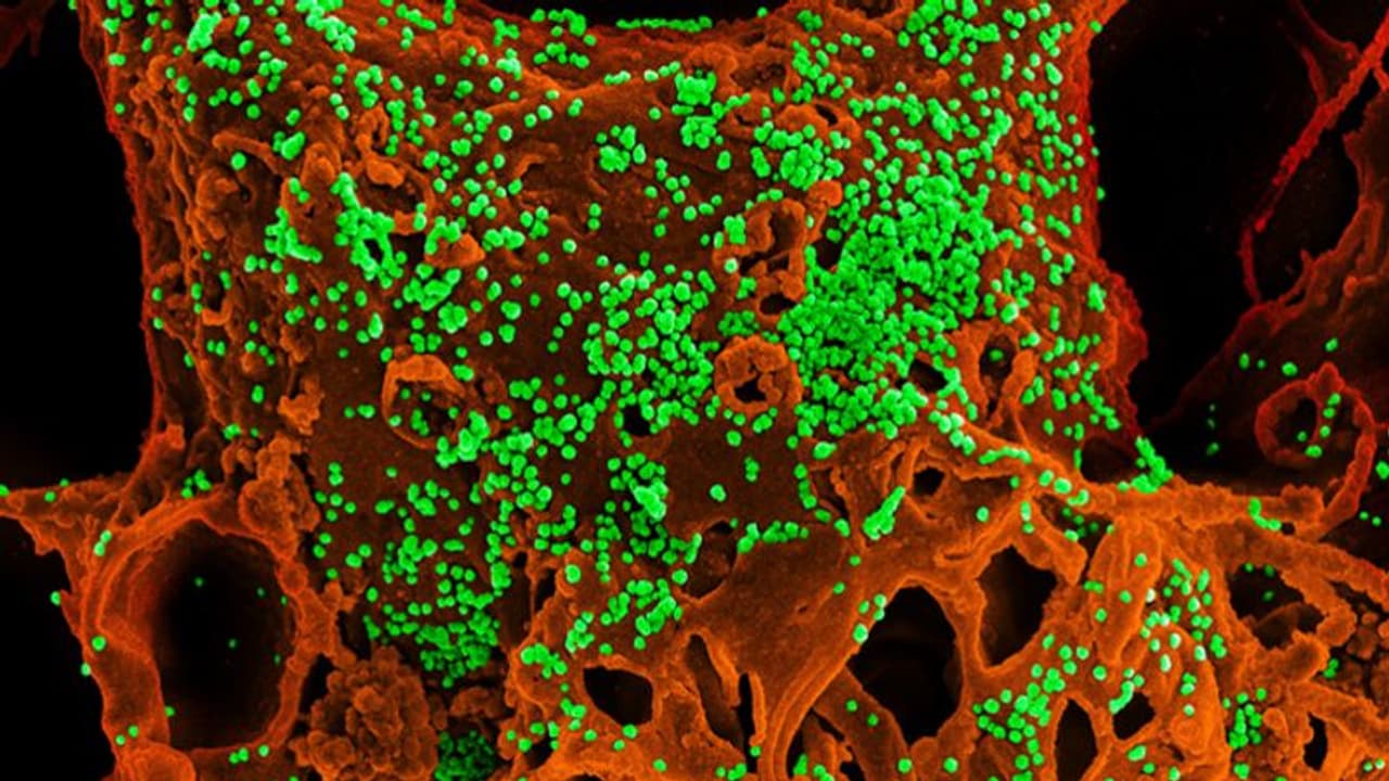 సూర్యాపేటలో కరోనా ఆందోళన: ఈ ఒక్క రోజే 16 కేసులు