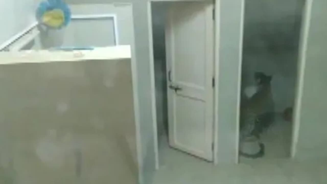 ആശുപത്രിക്കകത്ത് പുലി; ജീവനക്കാര് കണ്ടത് രക്ഷയായി ആശുപത്രിക്കകത്ത് പുലി; ജീവനക്കാര് കണ്ടത് രക്ഷയായി