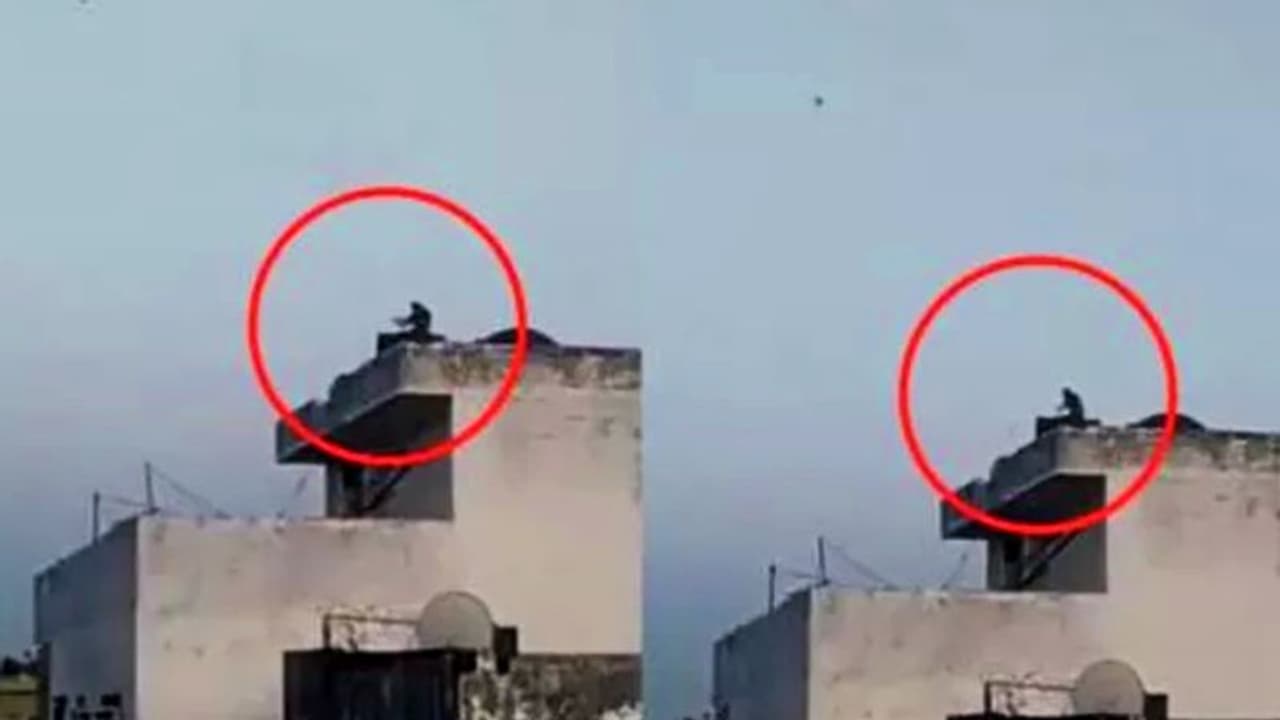 করোনাভাইরাস কি তবে বাড়িয়ে দিল বিবর্তনের গতি, দেখুন কেন এই ভিডিও ভাইরাল