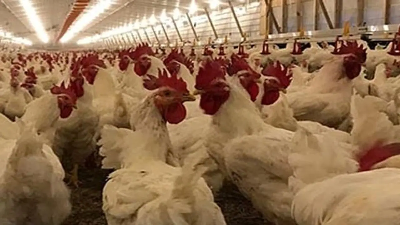 Fact check: COVID 19 found in chicken in Madhya Pradesh? Here is the truth