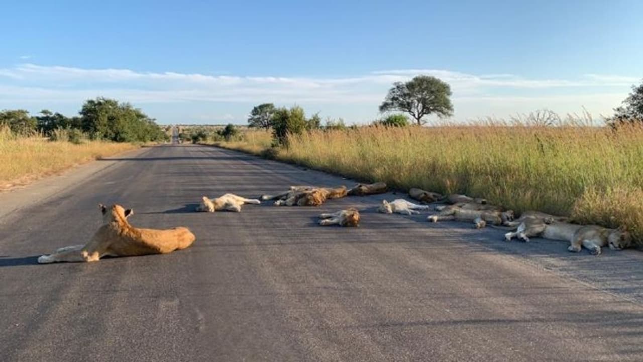 Coronavirus lockdown: Lions sleep on road in South Africa (Photos) Coronavirus lockdown: Lions sleep on road in South Africa (Photos)