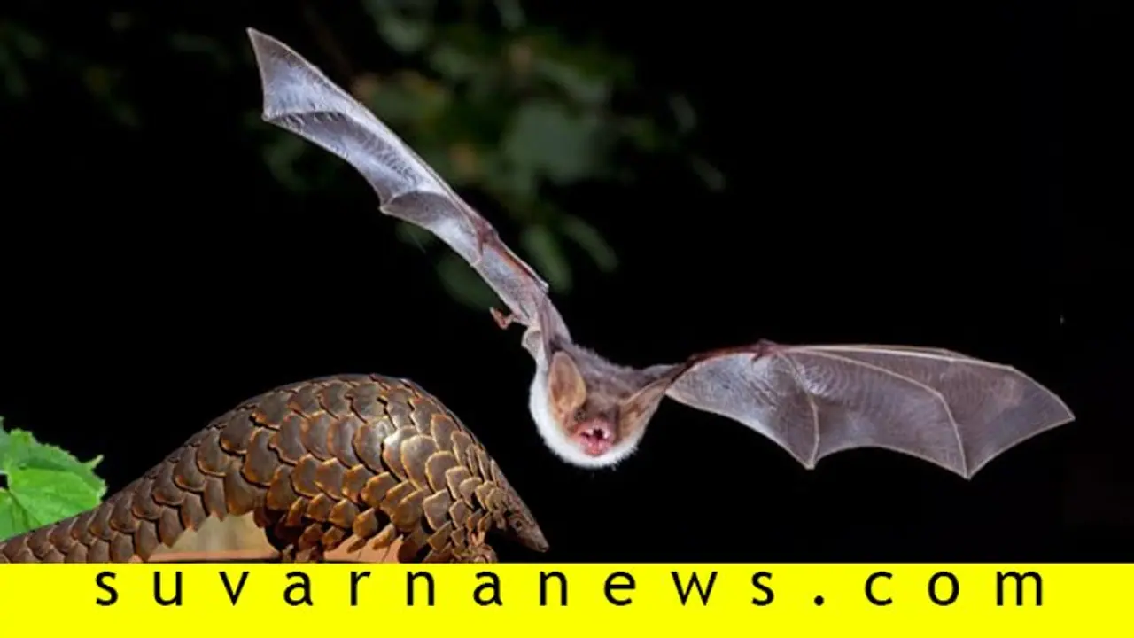 ಮಾಡಿದ್ದುಣ್ಣೋ ಮಹರಾಯ ಎಂದು ನಗುತ್ತಿವೆಯಾ ಚಿಪ್ಪು ಹಂದಿಗಳು?