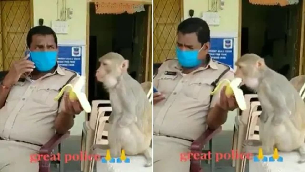 ഇരുകൈകളും ഇല്ലാത്ത കുരങ്ങന് പഴം കൊടുക്കുന്ന പൊലീസ് ഉദ്യോഗസ്ഥന്‍; വീഡിയോ