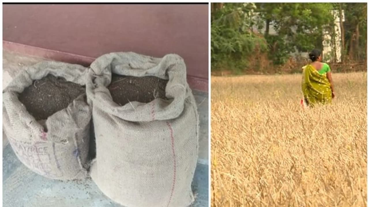 അതിർത്തിയടച്ചത് തിരിച്ചടിയായി; ഡെയിഞ്ച വിത്തിന് കടുത്ത ക്ഷാമം, പ്രതിസന്ധിയില് കര്ഷകര് അതിർത്തിയടച്ചത് തിരിച്ചടിയായി; ഡെയിഞ്ച വിത്തിന് കടുത്ത ക്ഷാമം, പ്രതിസന്ധിയില് കര്ഷകര്