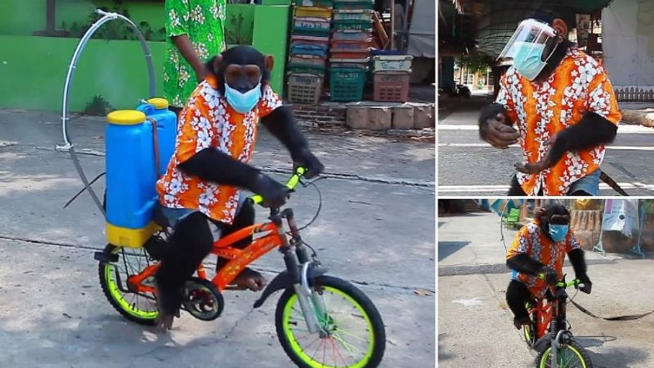 കൊവിഡ് കാലത്തെ ക്രൂരത; ചിമ്പാൻസിയെ സൈക്കിള് ചവിട്ടിച്ച് സാനിറ്റൈസർ തളിപ്പിക്കുന്നു; വീഡിയോ കൊവിഡ് കാലത്തെ ക്രൂരത; ചിമ്പാൻസിയെ സൈക്കിള് ചവിട്ടിച്ച് സാനിറ്റൈസർ തളിപ്പിക്കുന്നു; വീഡിയോ