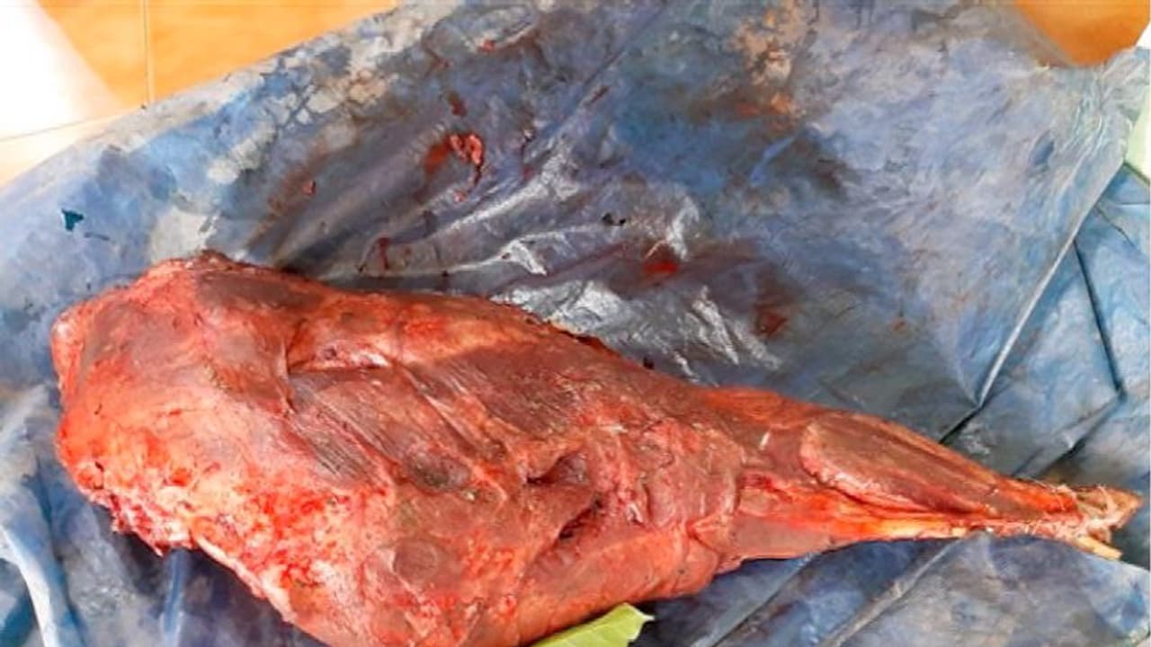 പെരുവണ്ണാമുഴിയില് മാനിറച്ചിയും പന്നിനെയ്യും പെരുമ്പാമ്പിന് നെയ്യും അടക്കമുള്ളവ പിടിച്ചെടുത്തു പെരുവണ്ണാമുഴിയില് മാനിറച്ചിയും പന്നിനെയ്യും പെരുമ്പാമ്പിന് നെയ്യും അടക്കമുള്ളവ പിടിച്ചെടുത്തു