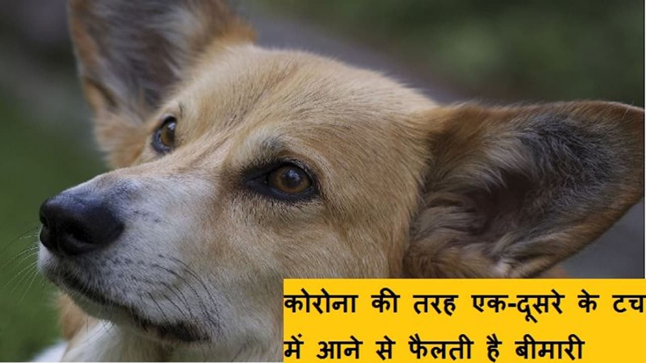 अब कुत्तों में फैली रहस्यमय बीमारी, कमर से हो जा रहे अपंग; अब तक 15 से ज्यादा की मौत अब कुत्तों में फैली रहस्यमय बीमारी, कमर से हो जा रहे अपंग; अब तक 15 से ज्यादा की मौत