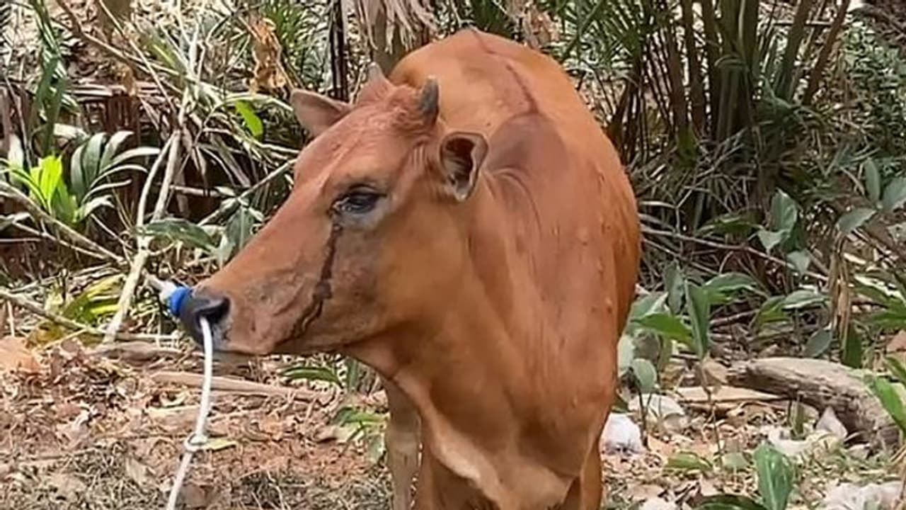 করোনা লকডাউন, যোগীরাজ্যে গরুর শেষকৃত্যে ভেঙে গেল সব নিয়মকানুন, দেখুন ভিডিও করোনা লকডাউন, যোগীরাজ্যে গরুর শেষকৃত্যে ভেঙে গেল সব নিয়মকানুন, দেখুন ভিডিও