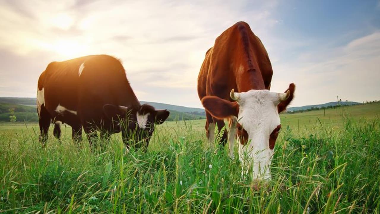 ഇന്ത്യയെ വിശ്വഗുരുവാക്കിയത് പശുവും ഗംഗയും ഗീതയുമെന്ന് യുപി മന്ത്രി ഇന്ത്യയെ വിശ്വഗുരുവാക്കിയത് പശുവും ഗംഗയും ഗീതയുമെന്ന് യുപി മന്ത്രി