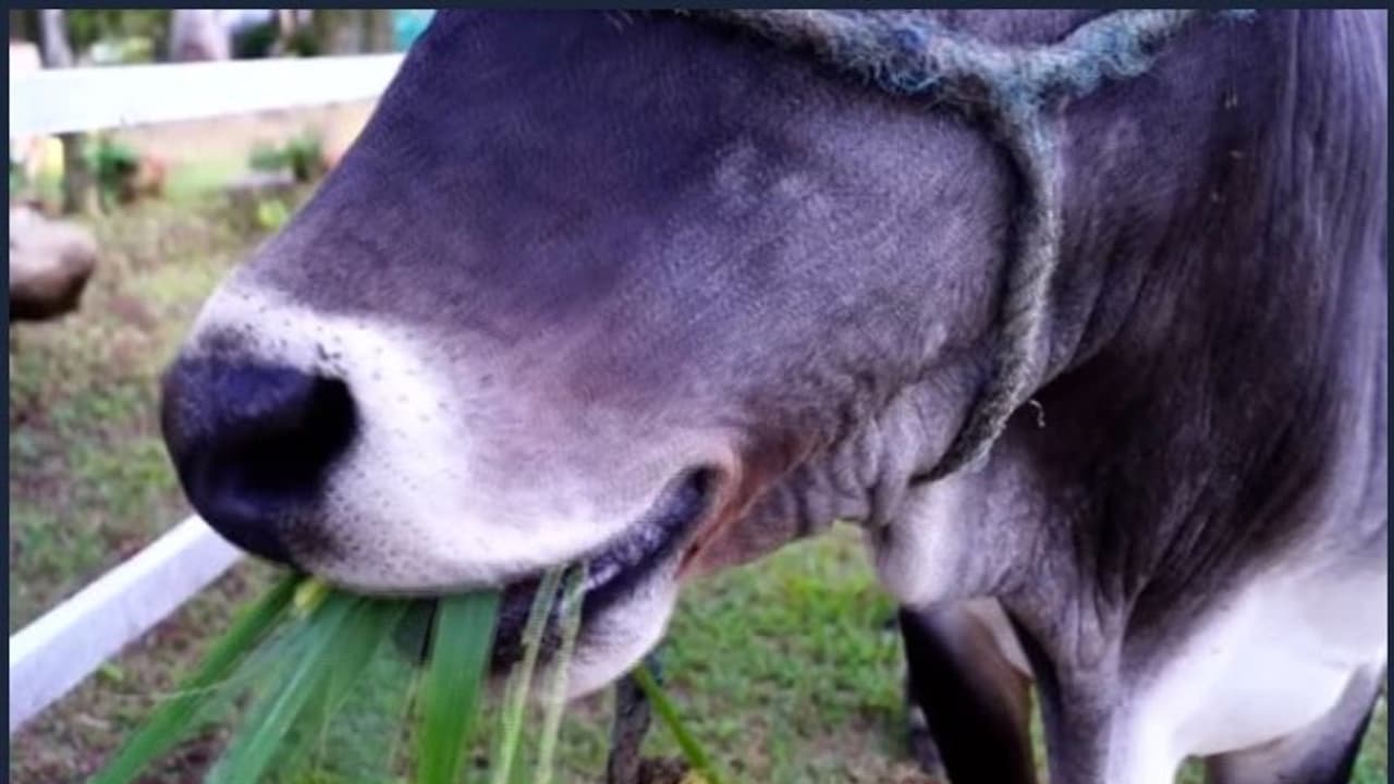 പശുവിനെ കെട്ടിയിരുന്ന കയറില്‍ കുരുങ്ങി പിഞ്ചുകുഞ്ഞിന് ദാരുണാന്ത്യം