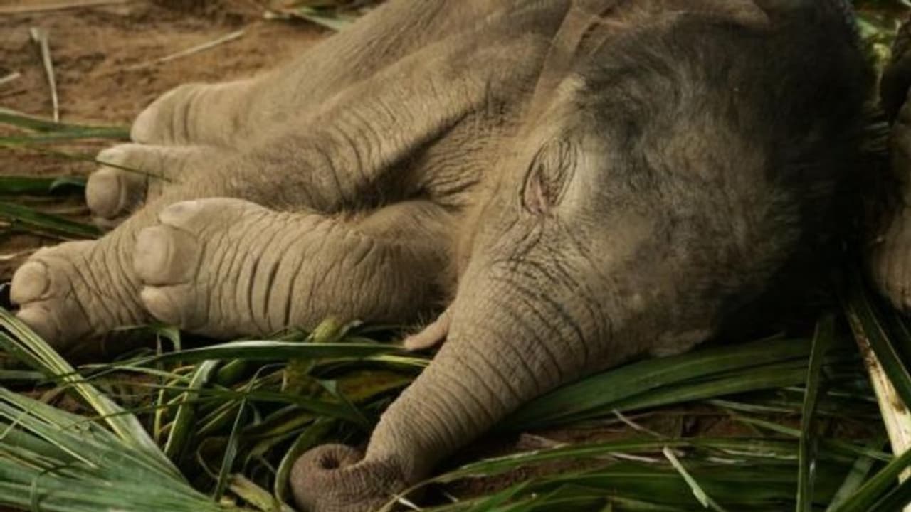 കൊവിഡ് 19 ബാധയെന്ന് സംശയം; ആനക്കുട്ടിയുടെ സാമ്പിള് പരിശോധയ്ക്കയച്ചു കൊവിഡ് 19 ബാധയെന്ന് സംശയം; ആനക്കുട്ടിയുടെ സാമ്പിള് പരിശോധയ്ക്കയച്ചു