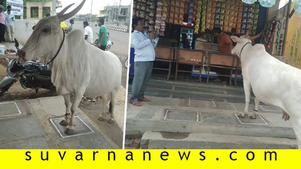 ಹಸುವಿಗೆ ಇದ್ದಷ್ಟು ಬುದ್ಧಿ ಮನುಷ್ಯನಿಗೆ ಇದ್ದಿದ್ರೇ ಕೊರೋನಾ ನಮ್ಮತ್ರ ಬರ್ತಿರಲಿಲ್ವೇನೋ..? ಹಸುವಿಗೆ ಇದ್ದಷ್ಟು ಬುದ್ಧಿ ಮನುಷ್ಯನಿಗೆ ಇದ್ದಿದ್ರೇ ಕೊರೋನಾ ನಮ್ಮತ್ರ ಬರ್ತಿರಲಿಲ್ವೇನೋ..?