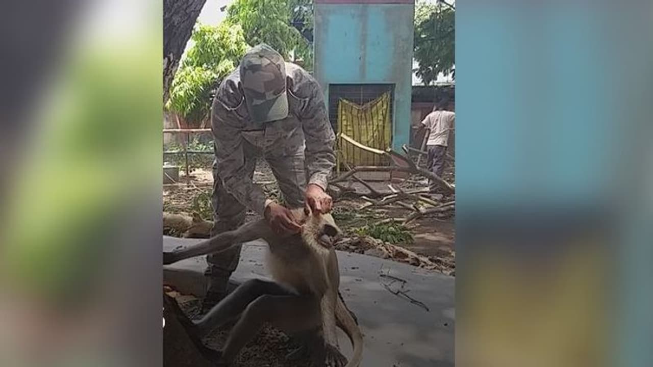 লকডাউনে শুনসান আদালত চত্বর, আহত হনুমানের ত্রাতা পুলিশকর্মীরা লকডাউনে শুনসান আদালত চত্বর, আহত হনুমানের ত্রাতা পুলিশকর্মীরা