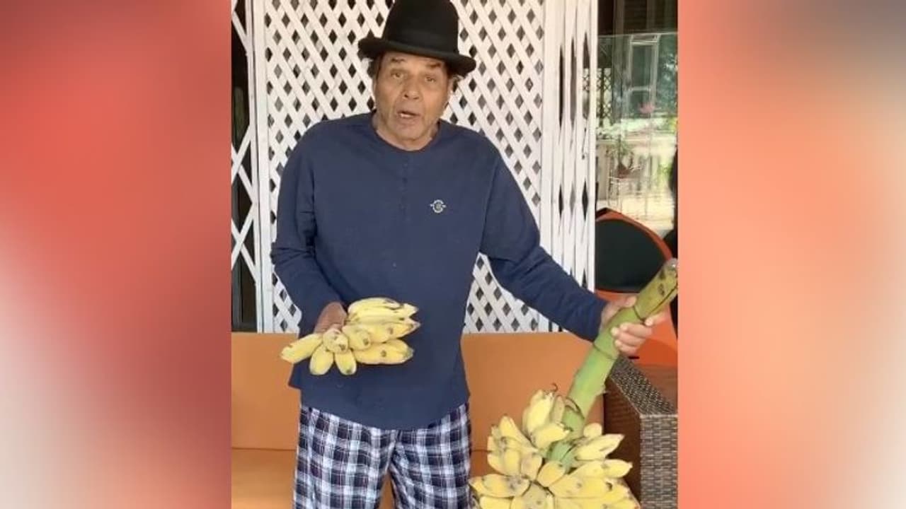 বাড়ির বাগানে তৈরি হচ্ছে কলা সবেদা, লকডাউনে তাতেই ভুরিভোজ ধর্মেন্দ্রর