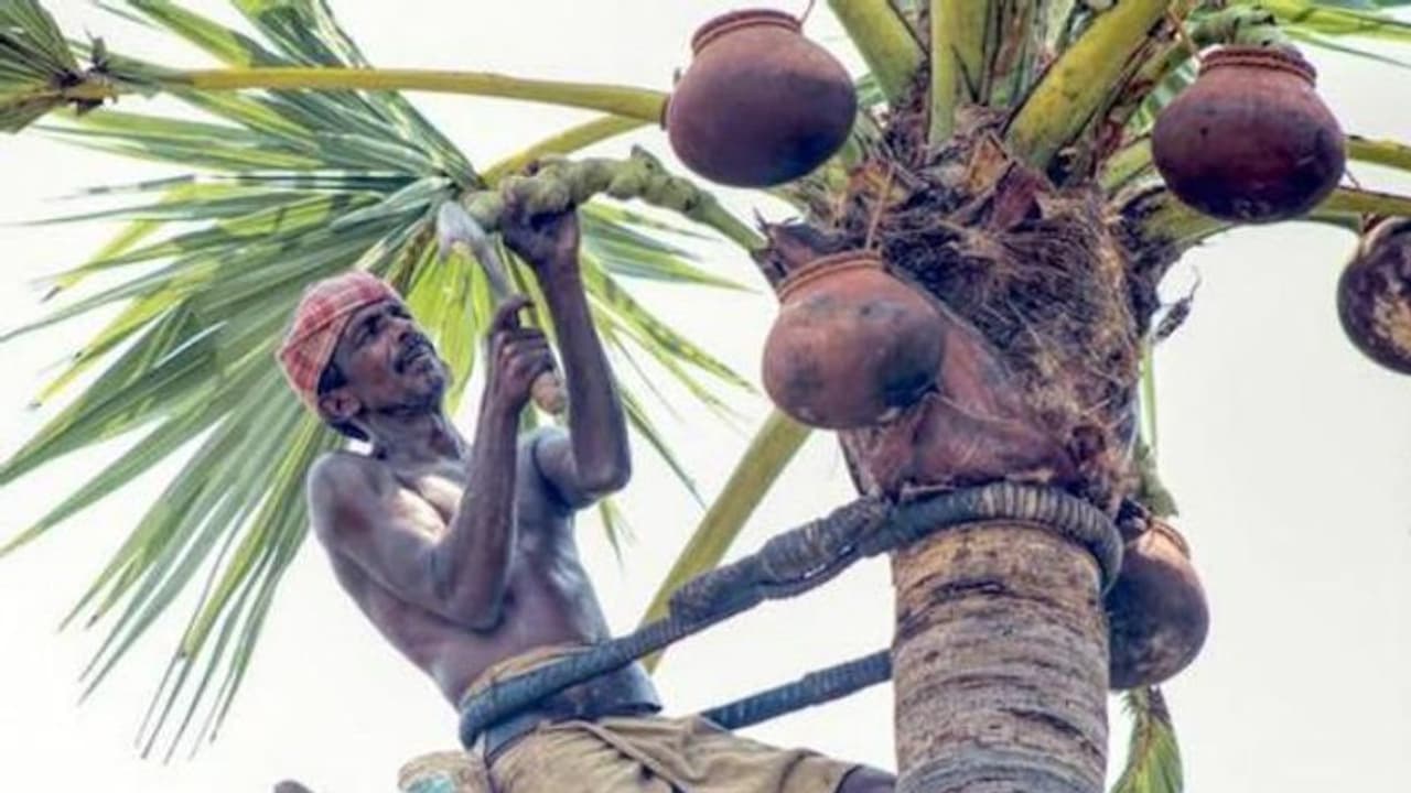 లాక్డౌన్ ఎఫెక్ట్: మద్యం లేక కల్లుకు డిమాండ్... తాటి వనాల్లో రష్ లాక్డౌన్ ఎఫెక్ట్: మద్యం లేక కల్లుకు డిమాండ్... తాటి వనాల్లో రష్