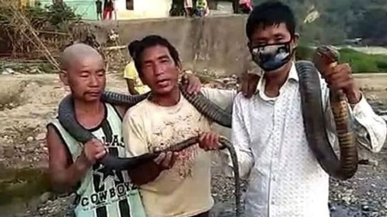 Fact check: Arunachal Pradesh tribals hunt snakes due to rice scarcity? Minister hits back at report