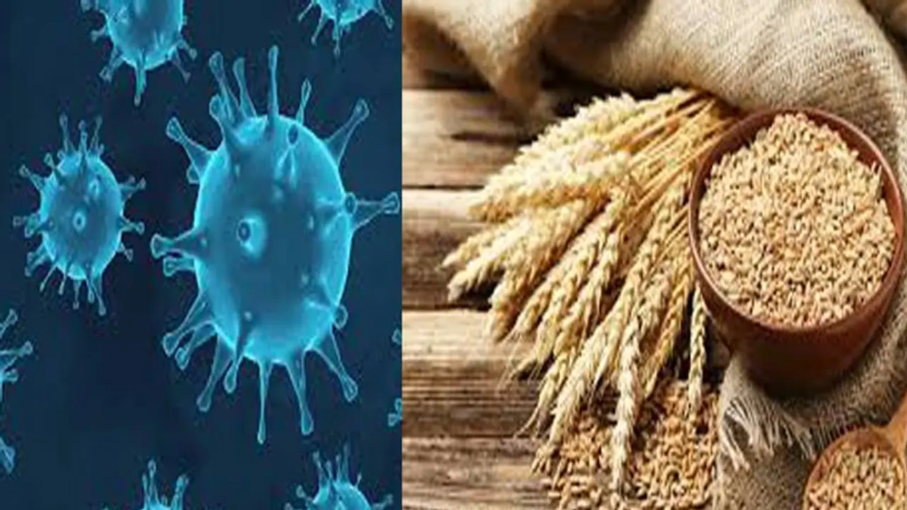 कोरोना से चल रही जंग में किसान ने दी अनोखी मदद, खेत में पैदा हुआ 223 क्विंटल गेहूं किया दान कोरोना से चल रही जंग में किसान ने दी अनोखी मदद, खेत में पैदा हुआ 223 क्विंटल गेहूं किया दान