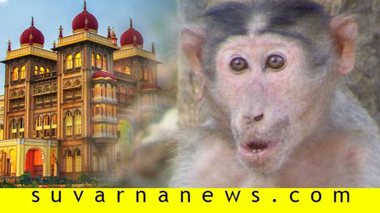 ಕೊರೋನಾ ಬಳಿಕ ಮೈಸೂರಿಗೆ ಮತ್ತೊಂದು ಮಹಾಮಾರಿ ಎಂಟ್ರಿ..! ಕೊರೋನಾ ಬಳಿಕ ಮೈಸೂರಿಗೆ ಮತ್ತೊಂದು ಮಹಾಮಾರಿ ಎಂಟ್ರಿ..!