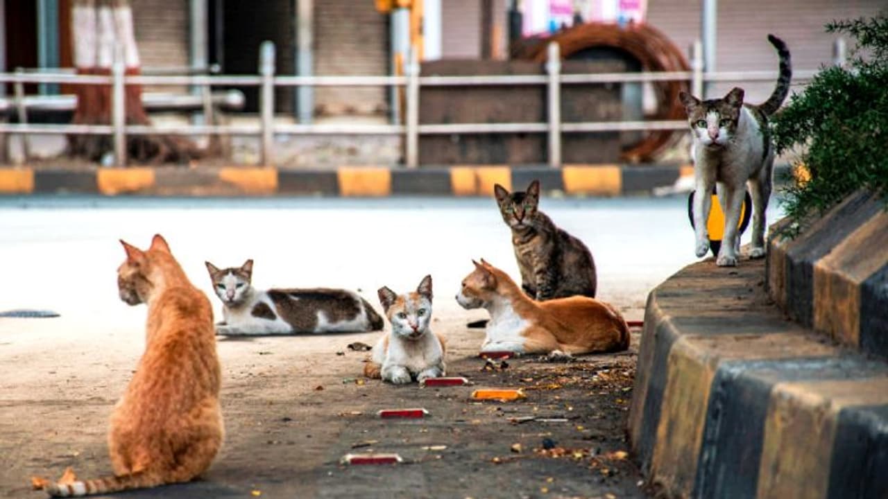 কেরলে নতুন করে আতঙ্ক, রাহুল গান্ধীর কেন্দ্রে গত তিনদিনে মৃত ১৩টি বেড়াল কেরলে নতুন করে আতঙ্ক, রাহুল গান্ধীর কেন্দ্রে গত তিনদিনে মৃত ১৩টি বেড়াল