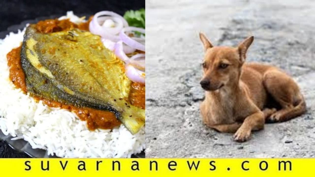 ಮೂಡುಬಿದಿರೆಯಲ್ಲಿ ಬೀದಿ ನಾಯಿಗಳಿಗೂ ಮೀನೂಟ