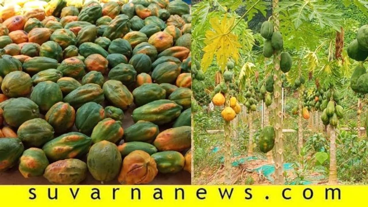 ಥೈವಾನ್ ರೆಡ್ ಲೇಡಿ ಪಪ್ಪಾಯಿ ಕೇಳೋರಿಲ್ಲ, 30 ಟನ್ ಫಸಲು ನಷ್ಟ ಥೈವಾನ್ ರೆಡ್ ಲೇಡಿ ಪಪ್ಪಾಯಿ ಕೇಳೋರಿಲ್ಲ, 30 ಟನ್ ಫಸಲು ನಷ್ಟ