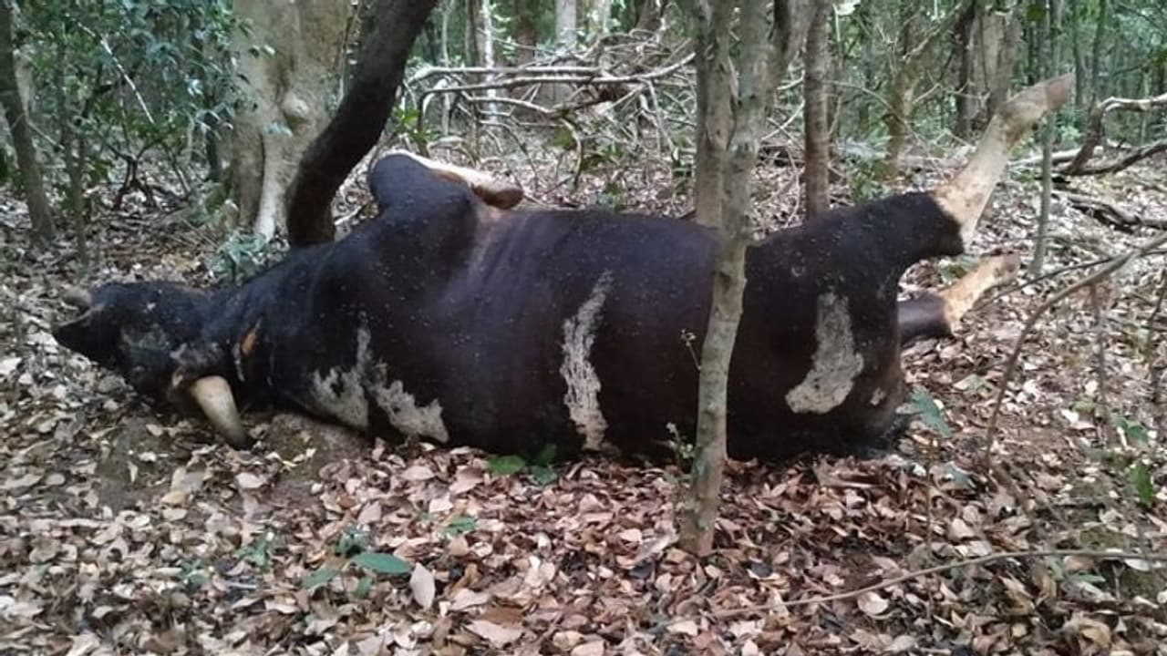 ವಾಹನ ಸಂಚಾರ ಸ್ತಬ್ಧ: ನಗರಗಳತ್ತ ಕಾಡು ಪ್ರಾಣಿಗಳ ಎಂಟ್ರಿ, ಬಾವಿಯಲ್ಲಿ ಬಿದ್ದು ಕಾಡುಕೋಣ ಸಾವು