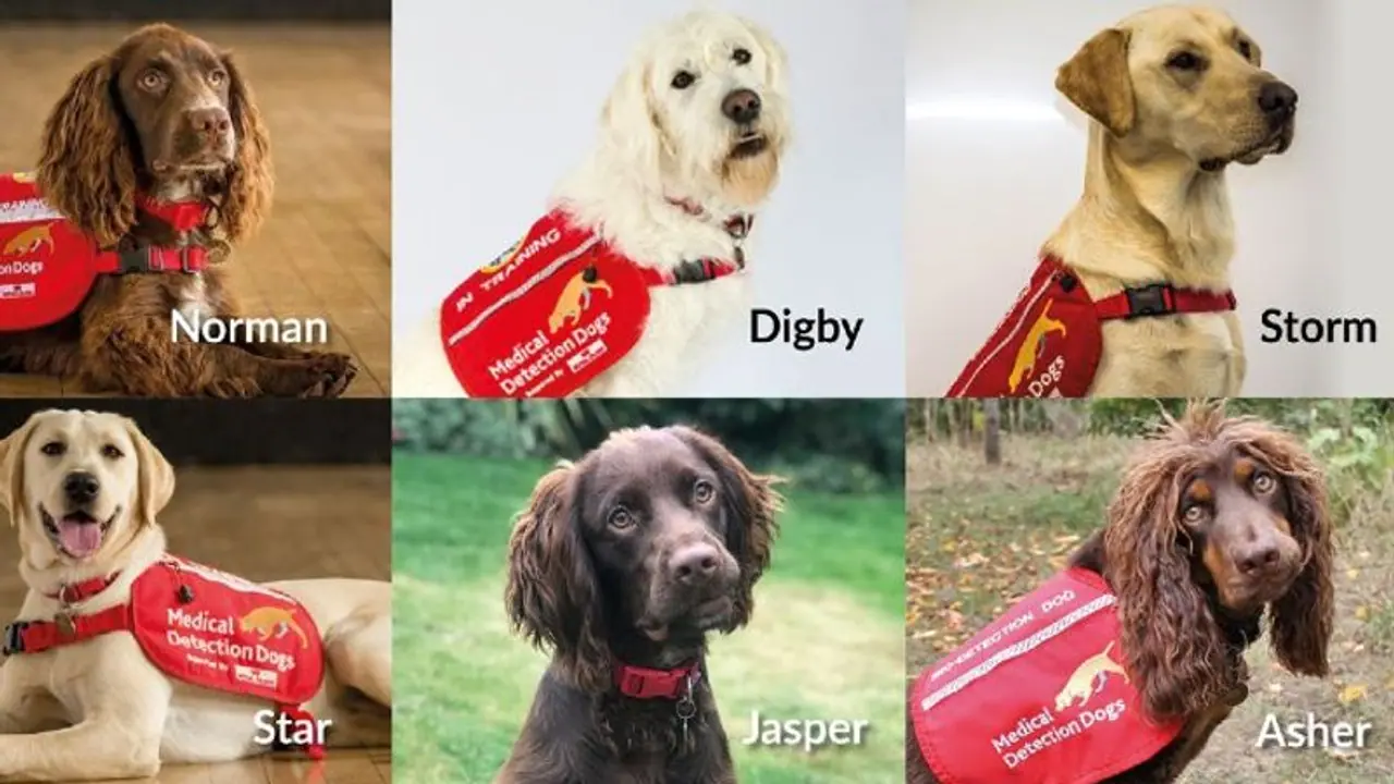 Coronavirus: Dogs being trained in England to detect COVID 19; meet ‘Super Six’ selected Coronavirus: Dogs being trained in England to detect COVID 19; meet ‘Super Six’ selected