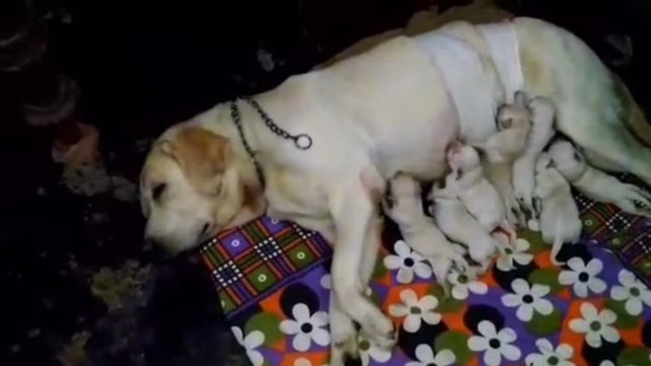 ঝড় জলের রাতে প্রসব শুরু, পুলিশের বদন্যতায় প্রাণ বাঁচল পোষ্যের ঝড় জলের রাতে প্রসব শুরু, পুলিশের বদন্যতায় প্রাণ বাঁচল পোষ্যের