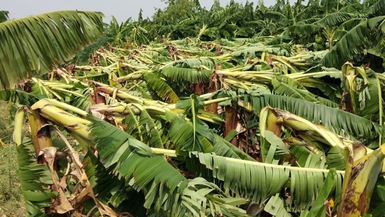 ಅಕಾಲಿಕ ಮಳೆ: ಧರೆಗುರುಳಿದ ಬಾಳೆ, ಕಂಗಾಲಾದ ರೈತ..! ಅಕಾಲಿಕ ಮಳೆ: ಧರೆಗುರುಳಿದ ಬಾಳೆ, ಕಂಗಾಲಾದ ರೈತ..!