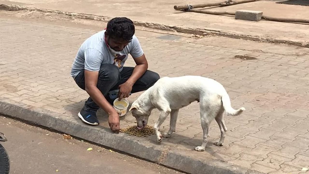 ಕೊರೋನಾ ಅಟ್ಟಹಾಸಕ್ಕೆ ನಲುಗಿದ ಮೂಕಪ್ರಾಣಿಗಳು: ಬೀದಿನಾಯಿಗಳಿಗೆ ಯುವಕನ ಅನ್ನದಾಸರೆ ಕೊರೋನಾ ಅಟ್ಟಹಾಸಕ್ಕೆ ನಲುಗಿದ ಮೂಕಪ್ರಾಣಿಗಳು: ಬೀದಿನಾಯಿಗಳಿಗೆ ಯುವಕನ ಅನ್ನದಾಸರೆ