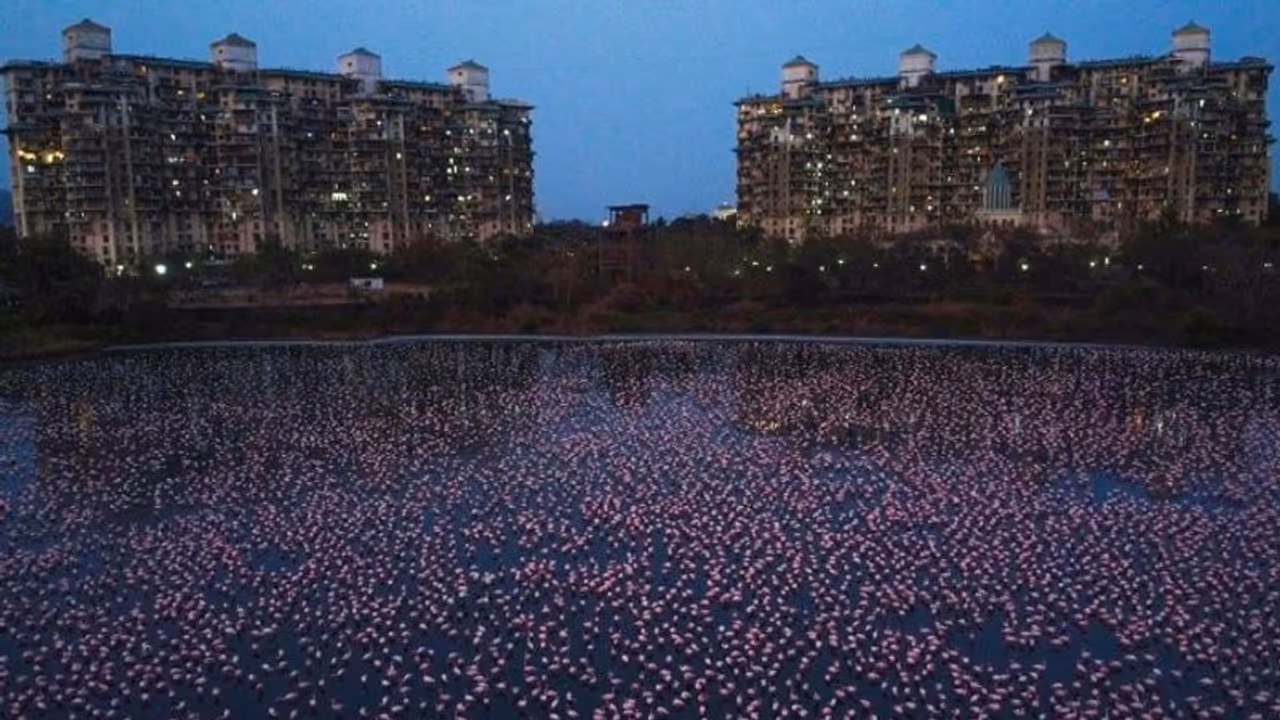 ഇത് പിങ്ക് കടലല്ല, നവി മുംബൈ നഗരമാണ്; അരയന്ന കൊക്കുകള് നിറഞ്ഞ ലോക്ഡൗണ് കാലം ഇത് പിങ്ക് കടലല്ല, നവി മുംബൈ നഗരമാണ്; അരയന്ന കൊക്കുകള് നിറഞ്ഞ ലോക്ഡൗണ് കാലം