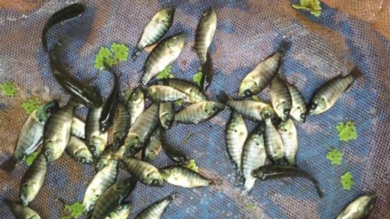 തൊണ്ടയില് ജീവനുള്ള കരിമീന് കുടുങ്ങി, മരണവെപ്രാളത്തില് പിടഞ്ഞ മധ്യവയ്കന് ഒടുവില് പുതുജീവന് തൊണ്ടയില് ജീവനുള്ള കരിമീന് കുടുങ്ങി, മരണവെപ്രാളത്തില് പിടഞ്ഞ മധ്യവയ്കന് ഒടുവില് പുതുജീവന്