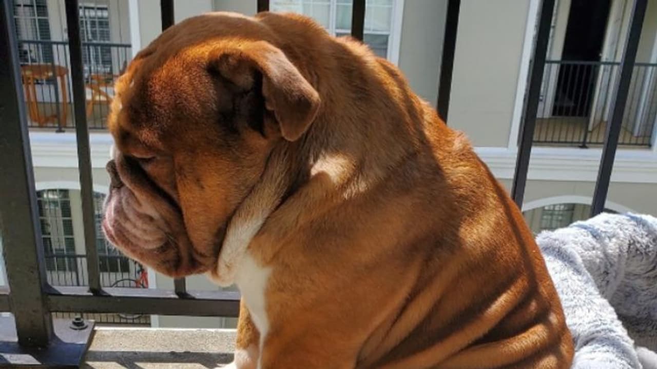 കുട്ടികള്ക്കൊപ്പം കളിക്കാനാകാതെ സങ്കടപ്പെട്ടിരിക്കുന്ന പട്ടിക്കുട്ടി, ഹൃദയം കീഴടക്കി ചിത്രം കുട്ടികള്ക്കൊപ്പം കളിക്കാനാകാതെ സങ്കടപ്പെട്ടിരിക്കുന്ന പട്ടിക്കുട്ടി, ഹൃദയം കീഴടക്കി ചിത്രം