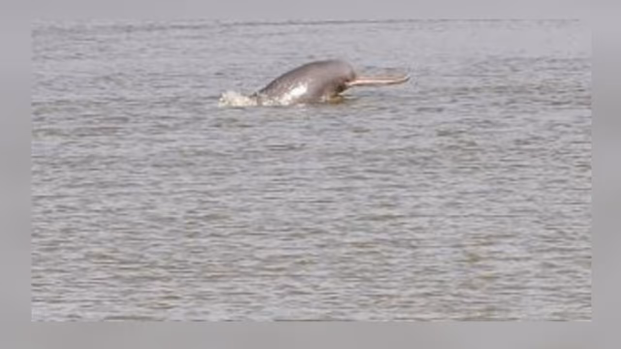 দূষণের মাত্রা কমতেই ম্য়াজিক, কলকাতার গঙ্গা বক্ষে ফিরে খুশির লাফ ডলফিনের দূষণের মাত্রা কমতেই ম্য়াজিক, কলকাতার গঙ্গা বক্ষে ফিরে খুশির লাফ ডলফিনের