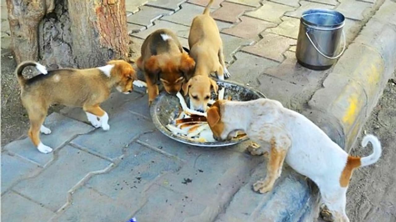 जाने अनजाने में हुए पापों के अशुभ फल से बचने के लिए रोज करना चाहिए ये 5 काम जाने अनजाने में हुए पापों के अशुभ फल से बचने के लिए रोज करना चाहिए ये 5 काम