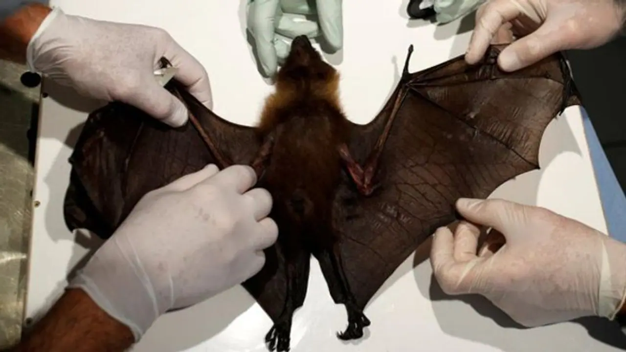 Wuhan lab had 3 live bats but none matched COVID 19: Report Wuhan lab had 3 live bats but none matched COVID 19: Report