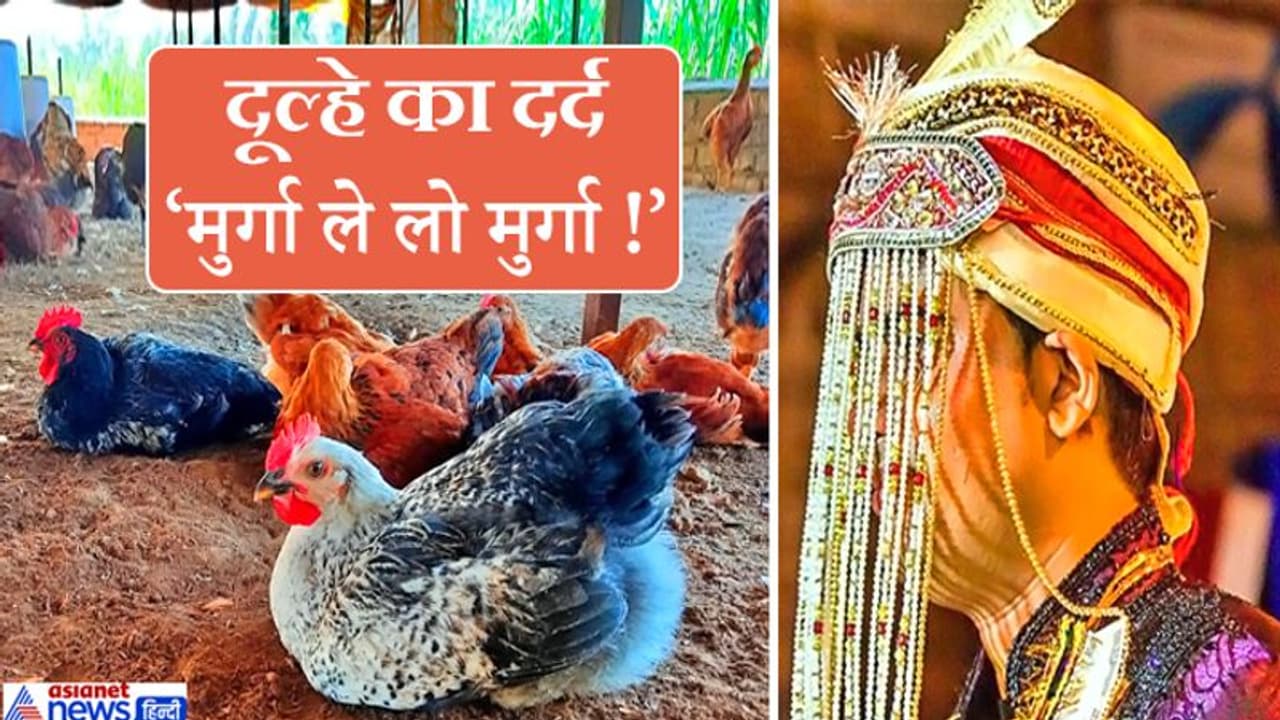 मेहमानों को दावत देने पाले थे 500 मुर्गे, अब दु:खी होकर पड़ोसियों से पूछ रहा दूल्हा 'सस्ते में मुर्गा चाहिए'