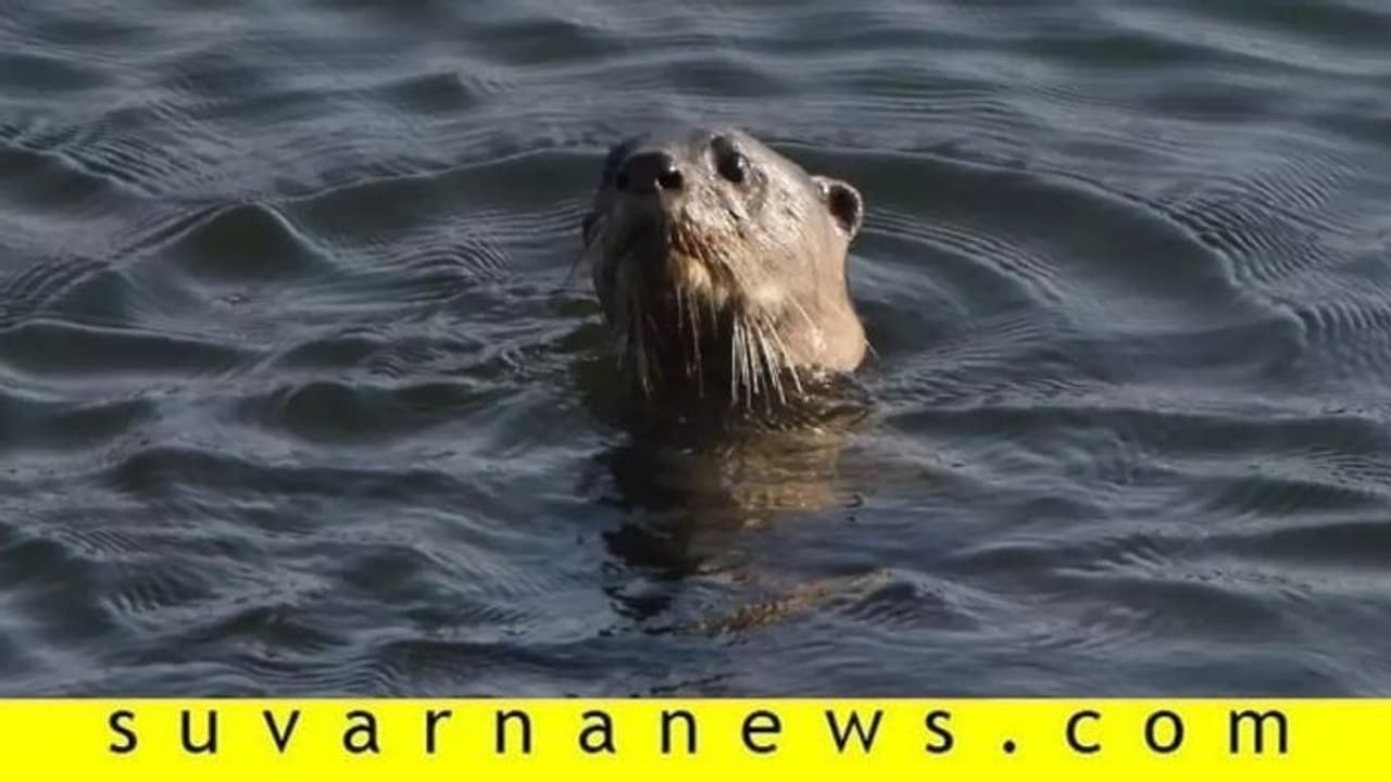 ಭದ್ರಾನದಿಯಲ್ಲಿ ನೀರು ನಾಯಿ ಪ್ರತ್ಯಕ್ಷ ಭದ್ರಾನದಿಯಲ್ಲಿ ನೀರು ನಾಯಿ ಪ್ರತ್ಯಕ್ಷ