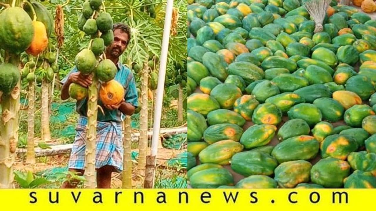 ಬೆಲೆಯಿಲ್ಲದೆ ಬಾಕಿಯಾಗಿದ್ದ ಪಪ್ಪಾಯಿ ಬೆಳೆ ಮನೆಯಿಂದಲೇ ಸೇಲಾಯ್ತು